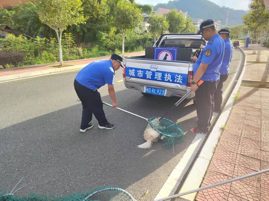 和流浪野猫的斗智斗勇记